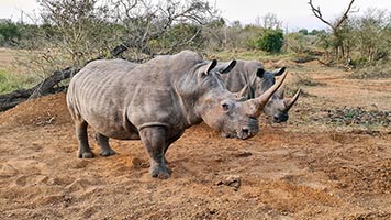 Rinoceronti all'Hlane RNP